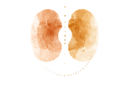 Illustratie van twee abstracte, oranje nieren op een witte achtergrond